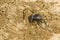 Dung beetle digging into some elephant droppings