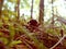 Dung beetle on forest litter