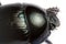 dung beetle (Geotrupes) portrait