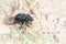 Dung beetle (Geotrupes stercorarius) crawling across the dry earth
