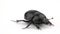 Dung beetle Geotrupes stercorarius over white background