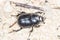 Dung beetle, Geotrupes stercorosus Scr.