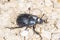 Dung beetle, Geotrupes stercorosus Scr.