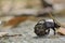 Dung beetle(Gymnopleurus sp)