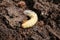 Dung beetle larva, Western High Plateau, Cameroon