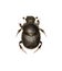 Dung Beetle Onthophagus on white Background
