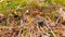 Dung beetle passing by a forest floor