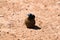 Dung beetle on a rolled ball of dung on dry earth