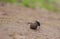 Dung beetle rolling a ball of dung