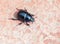 Dung beetle Scarab.