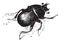 Dung beetle, vintage engraving
