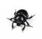 Dung Beetle violet black