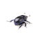 Dung Beetle violet black on white background