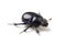 Dung Beetle violet black on white background