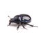 Dung Beetle violet black on white background