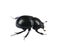 Dung Beetle violet black on white background