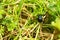 Dung beetle walking across a path in a grass field