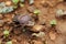 Dung Beetle Walking on the Ground