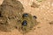 Dung Beetles