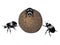 Dung beetles