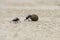 Dung beetles on beach sand with ball