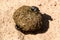 Dung beetles rolling their ball