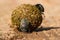 Dung beetles rolling their ball with eggs inside