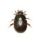 Dung loving Water Beetle on white Background