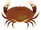 dungeness crab vector illustration transparent background