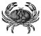 Dungeness Crab, vintage illustration