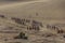 DUNHUANG, CHINA - AUGUST 21, 2018: Tourists ride camels at Singing Sands Dune near Dunhuang, Gansu Province, Chi