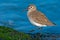 Dunlin