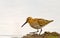 Dunlin (aka calidris alpina)