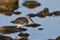 Dunlin bird wading along rocky shore