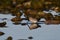 Dunlin bird wading along rocky shore line