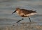 Dunlin in breeding plumage at Busaiteen coast, Bahrain