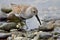 Dunlin in breeding plumage stands in water amongst the pebbles of Esquimalt Lagoon