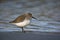 Dunlin, Calidris alpina,