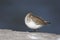 Dunlin, Calidris alpina,