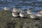 Dunlin, Calidris alpina,