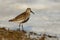 Dunlin (Calidris alpina)