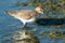 Dunlin - Calidris alpina