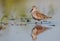 Dunlin - calidris alpina - adult bird at a wetland