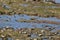 Dunlin, calidris alpina, in flight over seashore