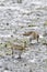 Dunlin Calidris alpina looking for food