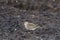 Dunlin Calidris alpina, a medium sized sandpiper and shorebird searching for food along a marshy shoreline