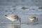 Dunlin, Calidris alpina, in search for food