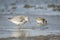 Dunlin, Calidris alpina, in search for food