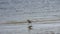 Dunlin, Calidris alpina, searching for food at sea shoreline, close-up portrait, selective focus, shallow DOF