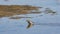 Dunlin, Calidris alpina, searching for food at sea shoreline, close-up portrait, selective focus, shallow DOF